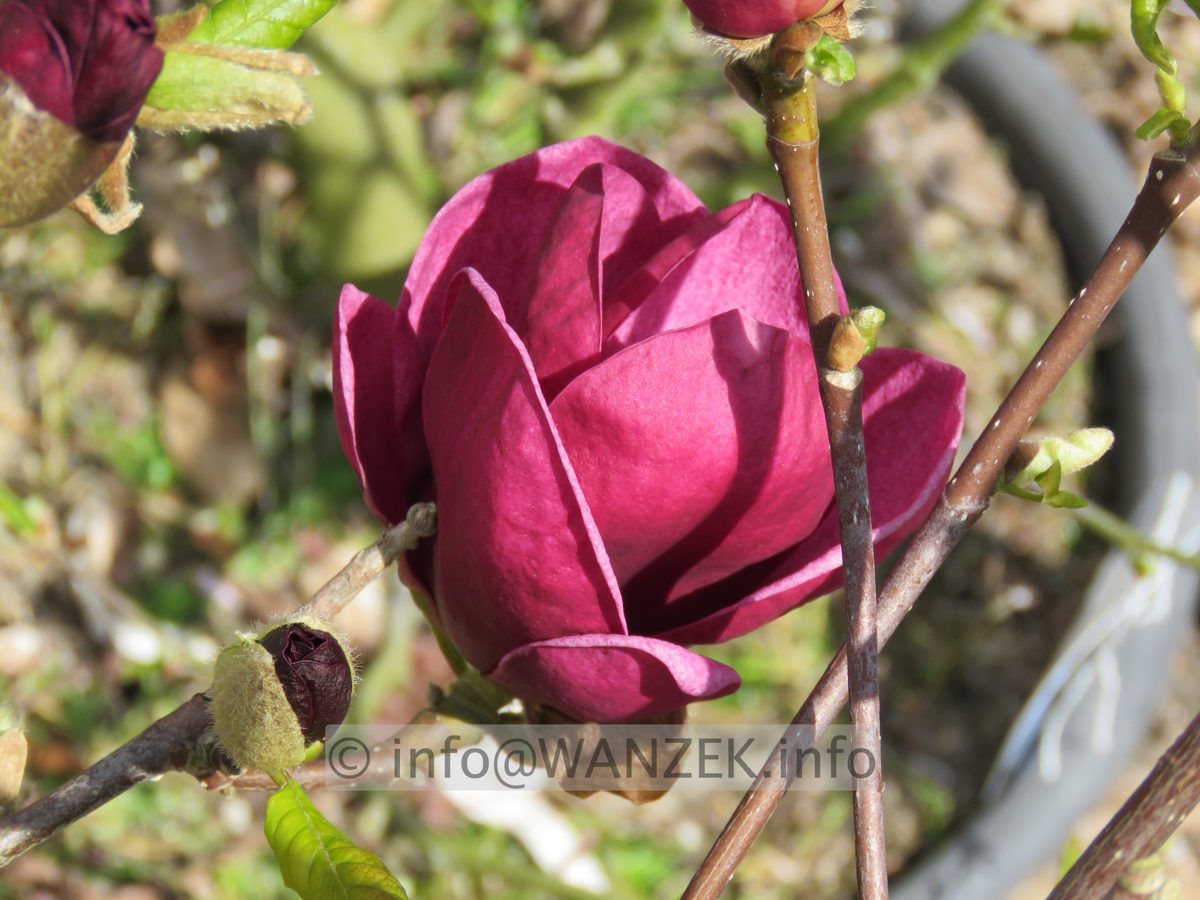 Magnolia Hybride Genie 02.JPG